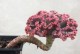 女王花笠上的锈斑之谜（揭开女王花笠上锈斑的成因和意义）