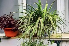 有机缓释肥如何让吊兰绽放花海（以有机缓释肥为基础，打造健康茂盛的吊兰花园）
