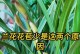 兰花的花期及生长习性探秘（如何延长兰花花期并让其健康生长）