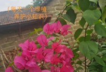 在家门口种三角梅，这些需要知道的事情！