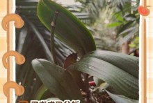 如何处理绿钻叶子黑斑问题（有效防治绿钻黑斑，让植物重现健康光彩）