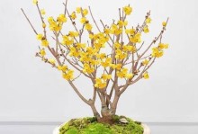腊梅花期多久？（了解腊梅花期，让你更爱它）