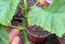 竹节海棠花干叶（一种神奇的植物结构与功能探究）