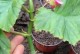 竹节海棠花干叶（一种神奇的植物结构与功能探究）