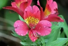 敬老之花——传承尊敬老人的美德（用花语感恩尊敬长者，传承中华文化之美）