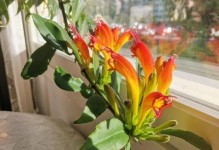 夏季养护口红的秘诀（口红保湿与防晒两不误，让你的妆容持久美丽）