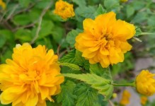 黄蔷薇花语及代表意义（探索黄蔷薇的象征意义，传达美好寓意）