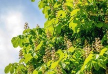 板栗是被子植物吗？——探究板栗的分类学归属（解析板栗属植物的特点与分类，揭秘板栗的真正身份）