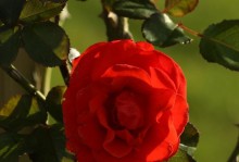 茶花花语与代表意义（解读茶花的15种含义，了解茶花的魅力）