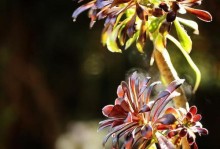 黑法师的浇水技巧剖析（掌握这一关键技能，让您的黑法师更加健康茁壮）