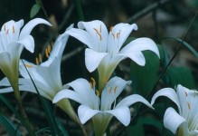 秋季百合花开花时间及养护方法（秋季养护百合花，让你的花园更美丽）