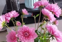 夏天怎样养大丽花？（打造美丽夏日花园的秘诀！）