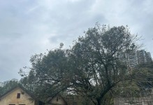 济南市树槐树的种植与保护（了解济南市树，共同呵护绿色家园）