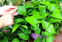 啤酒花肥的妙用（利用废弃啤酒制作高效肥料，环保又省钱）