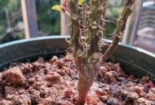 冬季虎刺梅叶子发软的补救方法（保护虎刺梅叶子的关键技巧及注意事项）