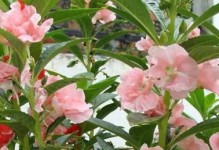 揭秘凤仙花真面目——一种不同寻常的木本植物（木本凤仙花的特点及栽培方法）