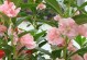 揭秘凤仙花真面目——一种不同寻常的木本植物（木本凤仙花的特点及栽培方法）
