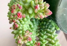 多肉新玉缀的养护方法（打造健康多肉新玉缀，从养护开始）