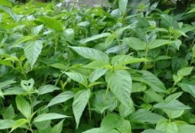 探秘麻叶的神奇功效（从抗病毒到改善睡眠，麻叶是你必须拥有的天然宝藏）