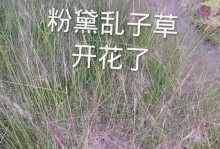 粉黛乱子草开花时间及品种特点（探秘粉黛乱子草的魅力和生长条件）