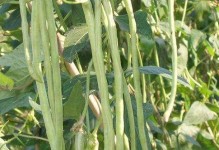 如何正确种植晚豆角（时间、方法、注意事项）