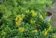 磷酸二氢钾能否适用于米兰花的浇灌？（了解米兰花生长的特点及磷酸二氢钾的作用）