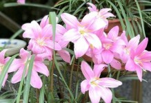 解析莲花不开花的原因（揭开莲花开不开花的谜团，了解其生长习惯）
