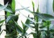 如何科学浇水——让你的大树茁壮成长（大树浇水几天一次最佳？浇水的五大误区和三大技巧）