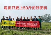 小麦肥料施用技巧（如何科学施肥提高产量）
