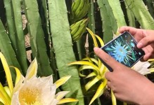 火龙果的开花次数与管理技巧（了解火龙果的生长习性，提高开花率）