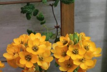 如何修剪虎眼万年青（打造美丽的花园，从修剪开始）