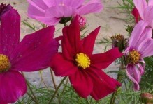 格桑花（揭开格桑花生长周期之谜）