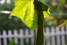 丝瓜开花时间解析（揭开丝瓜开花的神秘面纱）