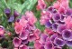 菊花的生长条件（了解菊花的喜阳、喜阴特点及其耐阴、耐晒能力）