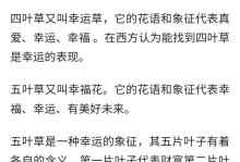 情人草的花语与寓意（表达爱意的最佳花卉选择）