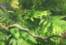 红荷根的保鲜期及储存方法（掌握正确的储存方式，红荷根能够养活你多久）