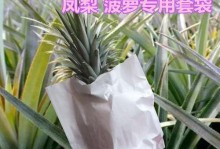 如何科学养护菠萝果期？（菠萝果期长达多久？养护与管理方法不可忽视！）