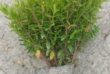 满天星盆栽的种植全攻略（从选购到养护，助你打造美丽满天星花园）
