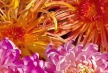 代表党的花——象征党的精神的花卉（探寻代表党的花的文化内涵及其象征意义）