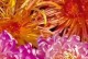代表党的花——象征党的精神的花卉（探寻代表党的花的文化内涵及其象征意义）