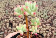 多肉乙女心的养殖方法（打造温馨浪漫小清新的多肉世界）