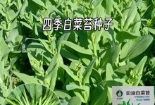 白菜的浇水时机和方法（春夏秋冬，一年四季不同）
