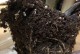 如何识别和治疗天鹅绒竹芋的叶子病害（了解天鹅绒竹芋的常见叶子病害及其应对策略）