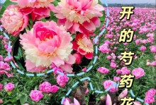 芍药种植间距该如何确定（探讨芍药种植间距的重要性和确定方法）
