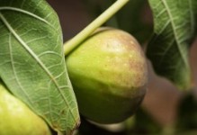 无花果的养殖与注意事项（从萌芽到收获，掌握无花果种植技巧）