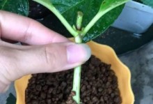 长青藤扦插的技巧与方法（探索长青藤的繁殖奥秘，让你的花园充满生机）