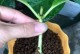 长青藤扦插的技巧与方法（探索长青藤的繁殖奥秘，让你的花园充满生机）