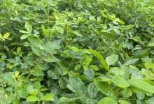掌握沙梨高产种植技术，实现丰收（沙梨亩产量多少斤？如何提高产量？）