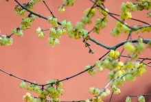 二月花开，为何不试种？（春天即将到来，让我们在二月开始准备）