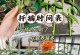 长寿花扦插指南（适宜的时间和方法，让你轻松种出长寿花）